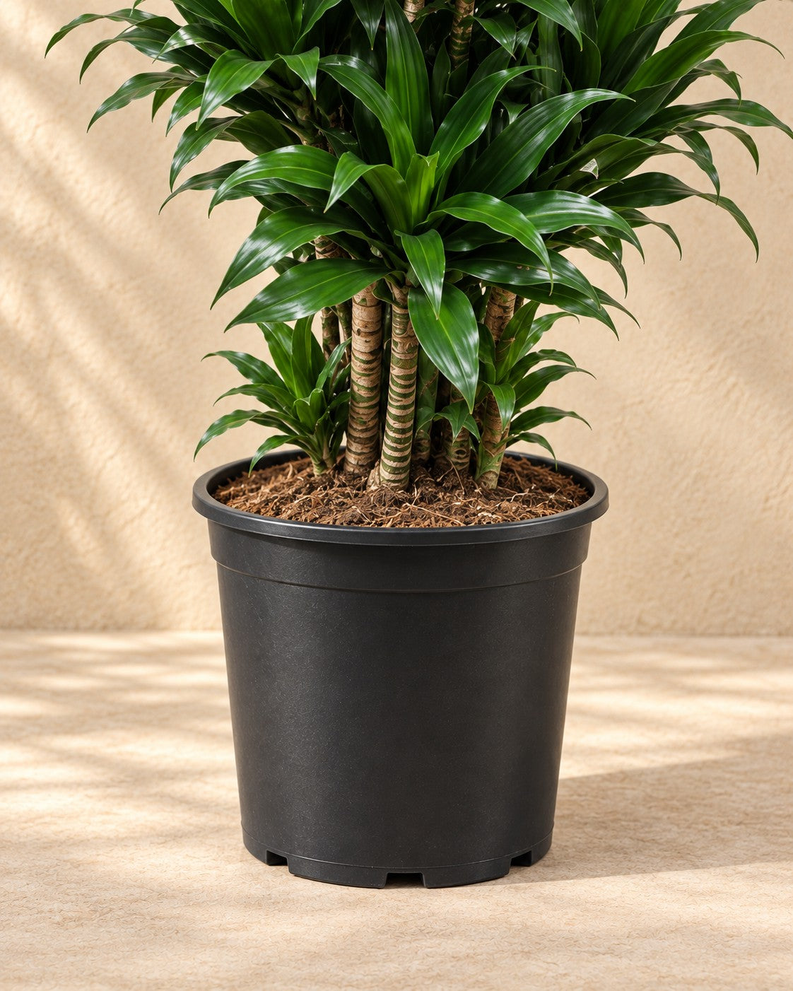 Partie basse de Dracaena Compacta (Dracaena fragrans 'Compacta') avec son pot de culture