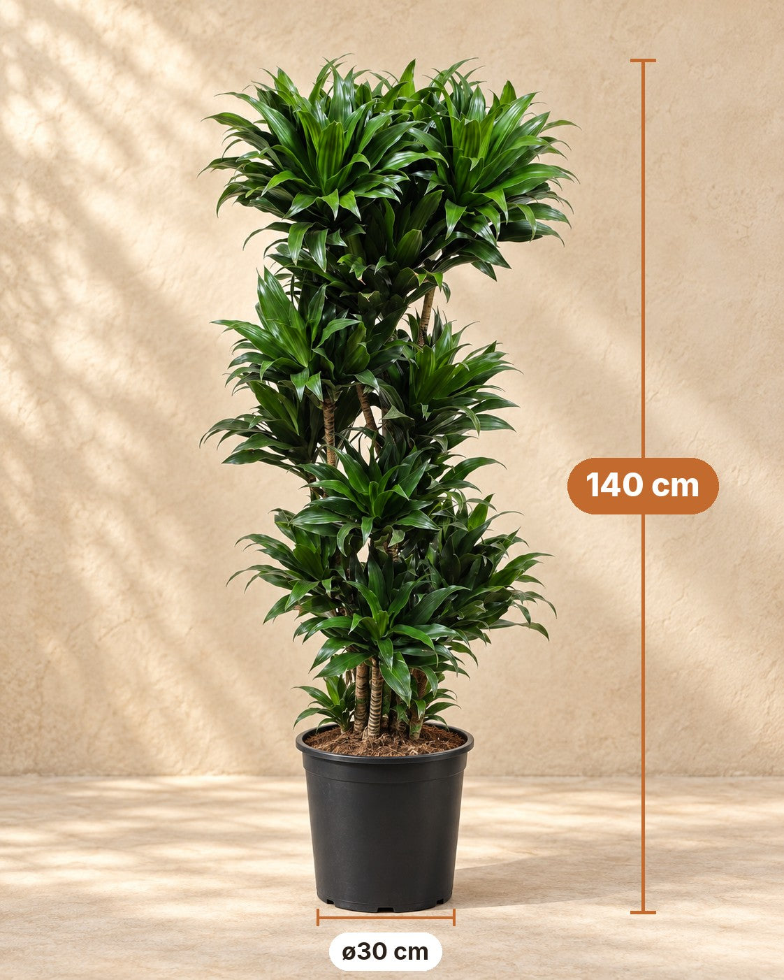 Dimensions Dracaena Compacta : 140 cm de haut, pot ø30 cm