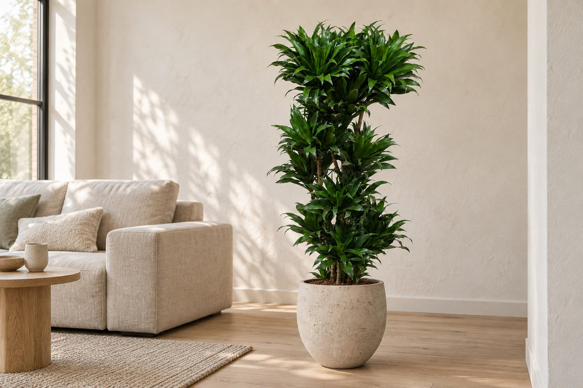 Dracaena Compacta, 140 cm, dans cache-pot Orb Grey Washed dans un salon lumineux