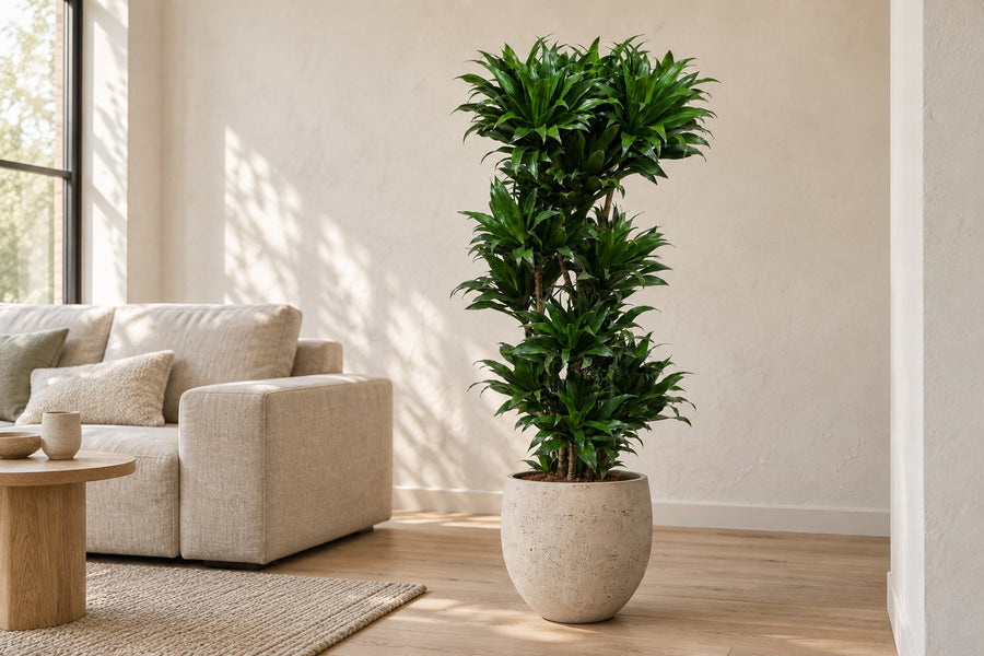 Dracaena Compacta (arbre à sang de dragon) 140 cm de haut, pot ø30 cm