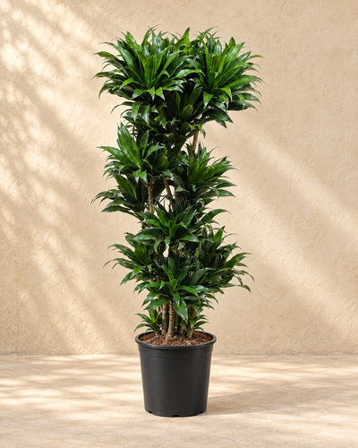 Dracaena Compacta (Dracaena fragrans 'Compacta'), 140 cm de haut en pot de culture de 30 cm
