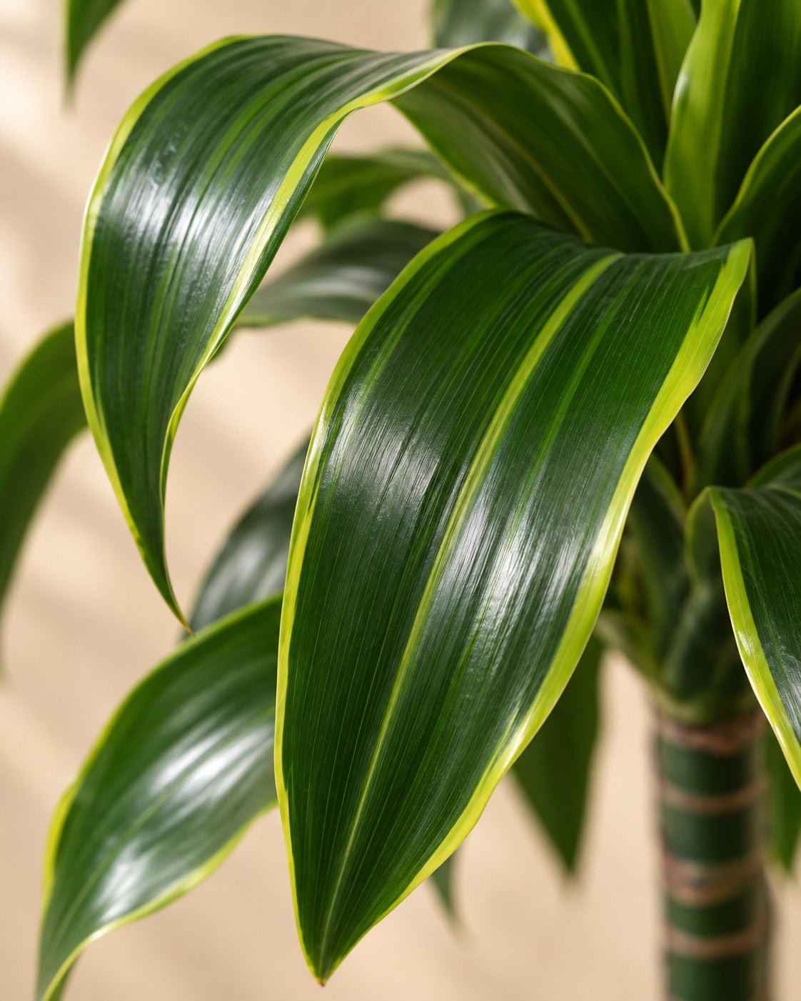 Närbild på bladen hos Dracaena Dorado (Dracaena fragrans 'Dorado')