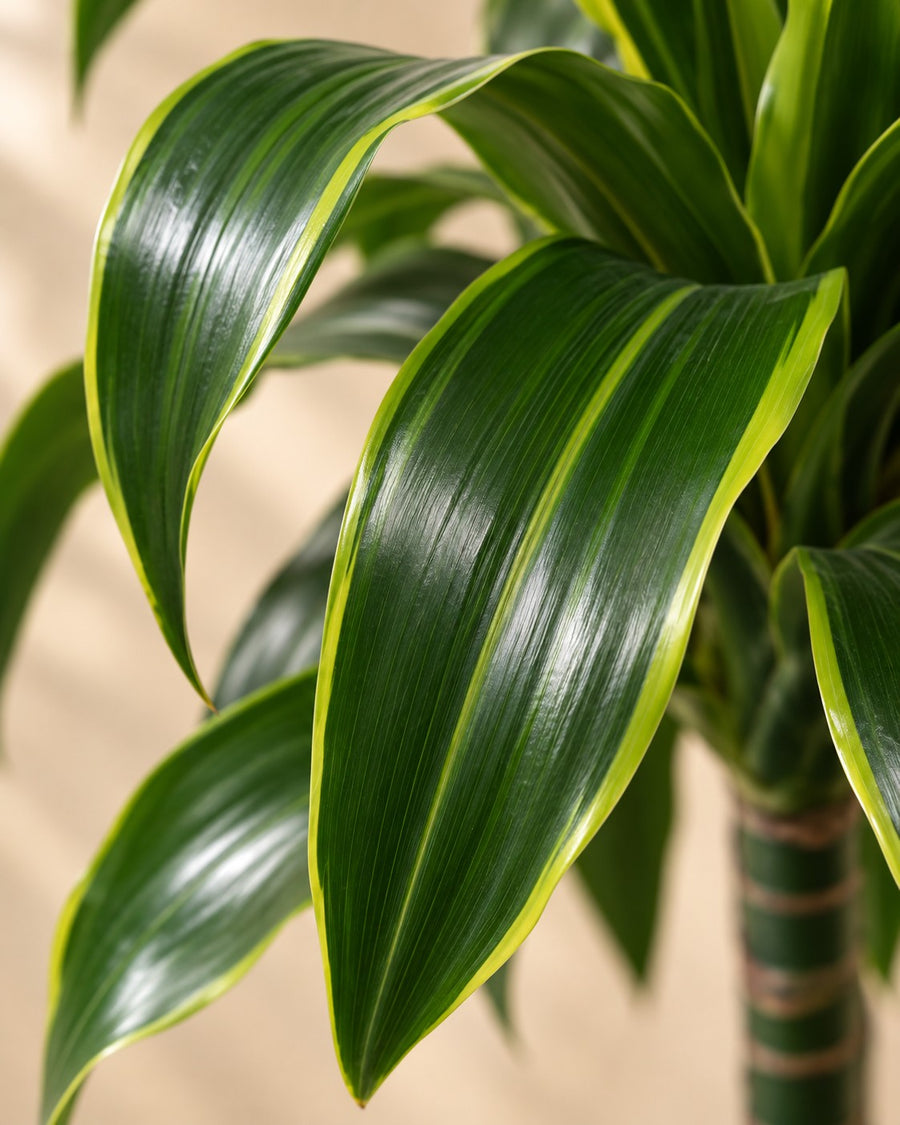 Dracaena Dorado 170cm - ø27