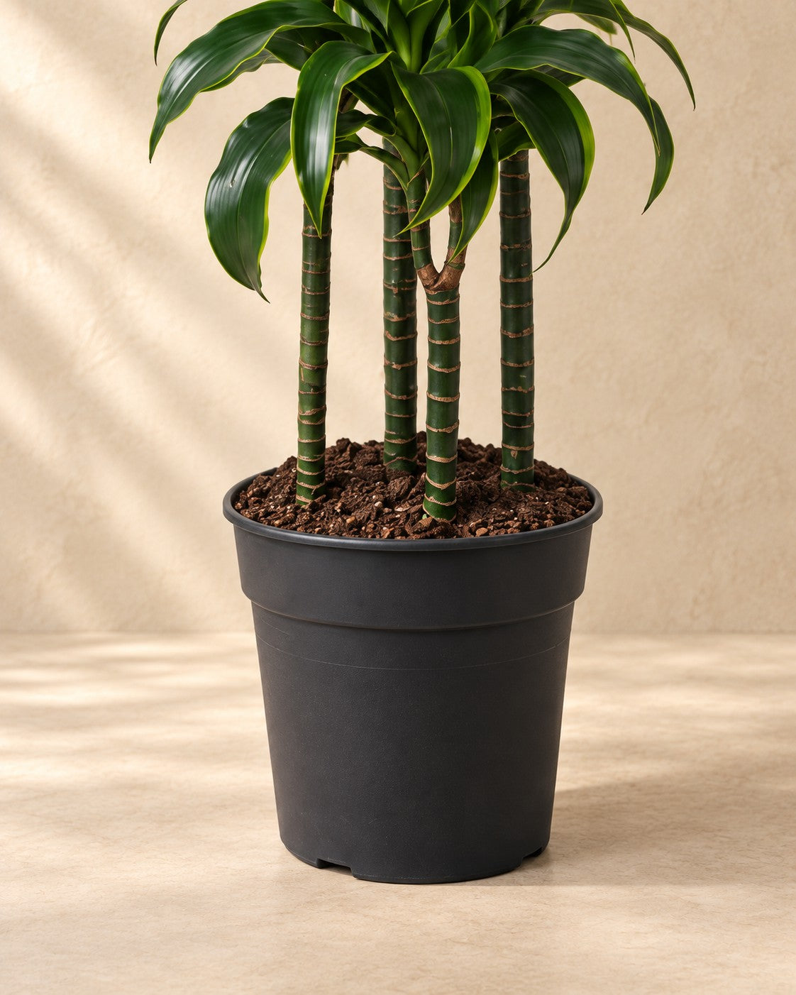 Partie basse de Dracaena Dorado (Dracaena fragrans 'Dorado') avec son pot de culture
