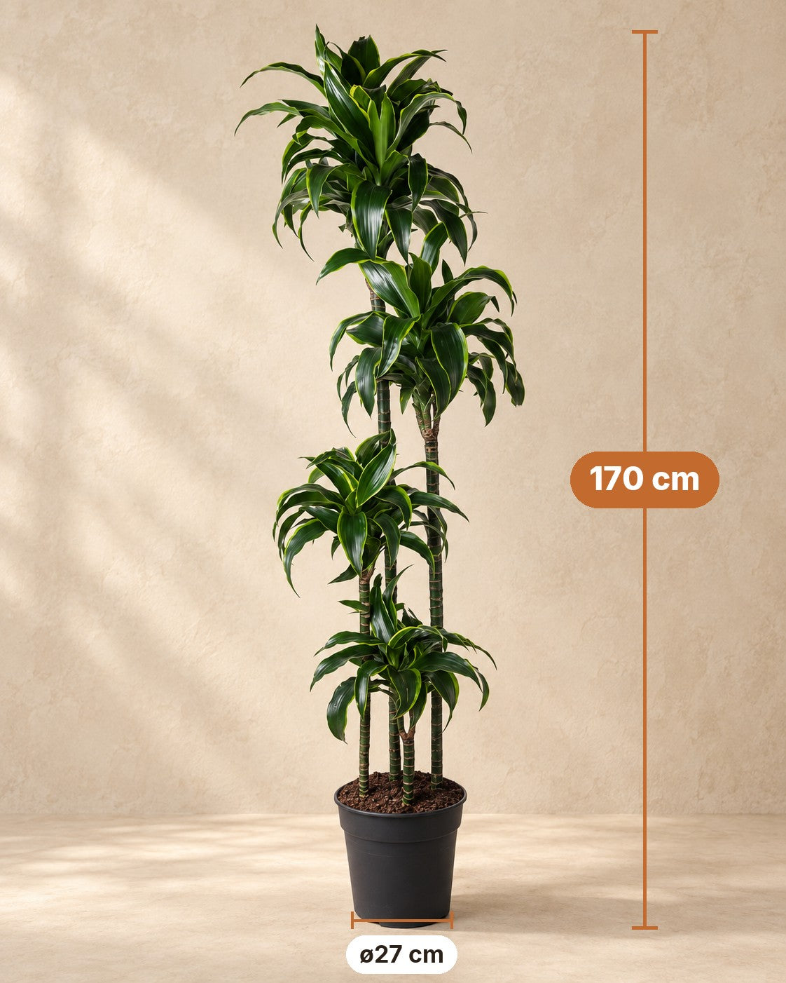 Dimensions Dracaena Dorado : 170 cm de haut, pot ø27 cm