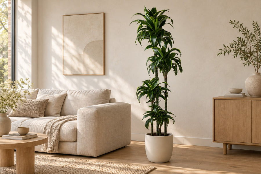 Dracaena Dorado 170cm - ø27