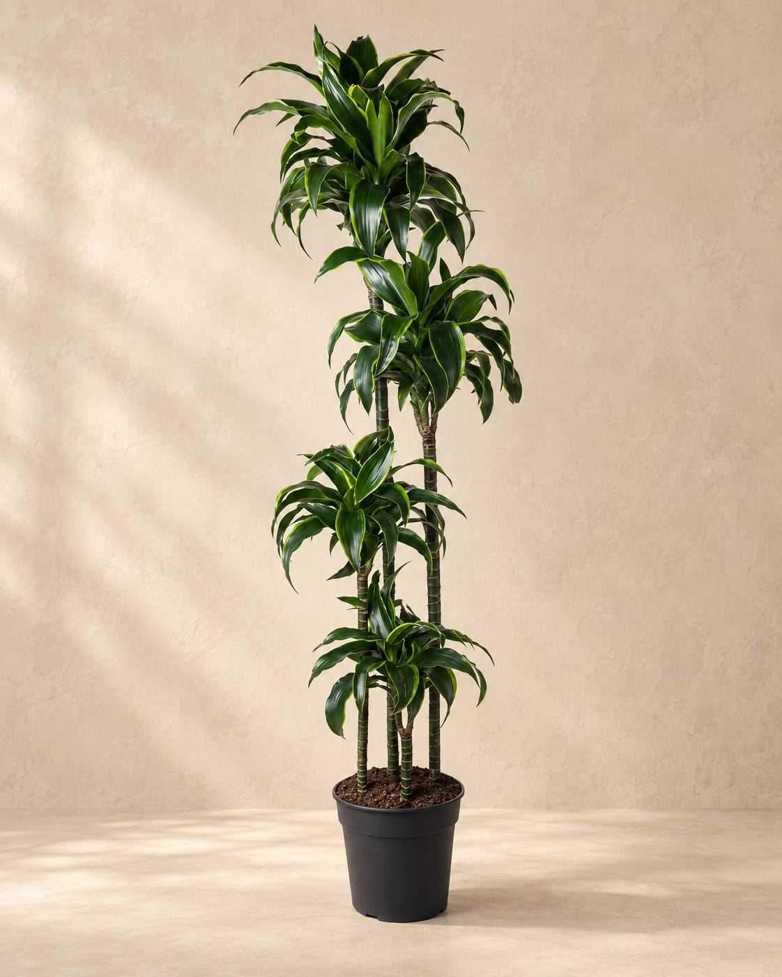 Dracaena Dorado (Dracaena fragrans 'Dorado'), 170 cm hög i en 27 cm odlingskruka