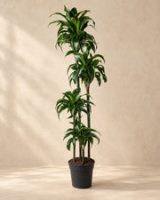 Dracaena Dorado (Dracaena fragrans 'Dorado'), 170 cm de haut en pot de culture de 27 cm