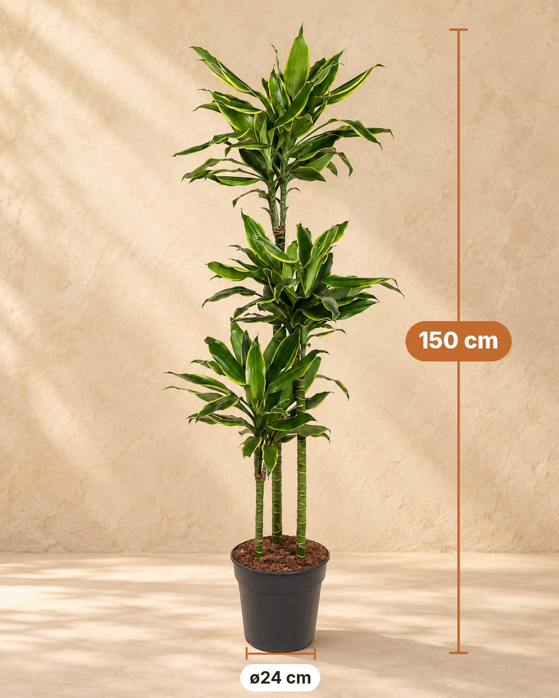 Medidas de Dracaena 'Golden Coast': 150 cm de altura, maceta ø24 cm