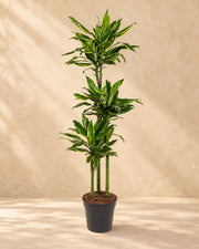 Dracaena 'Golden Coast' (Dracaena fragrans 'Golden Coast'), 150 cm de altura en maceta de cultivo de 24 cm