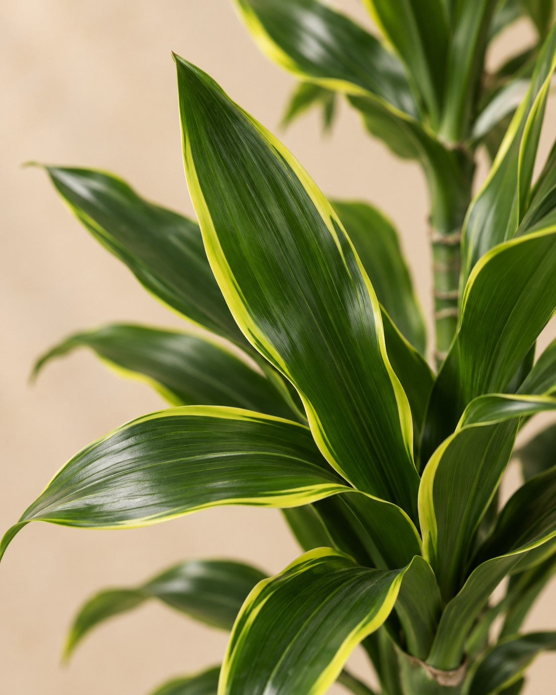 Närbild på bladen hos Dracaena Golden Coast (Dracaena fragrans 'Golden Coast')
