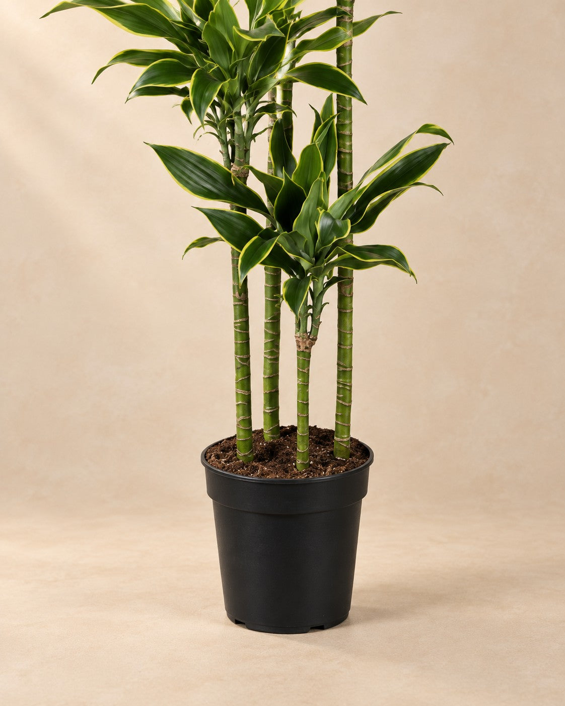 Partie basse de Dracaena Golden Coast (Dracaena fragrans 'Golden Coast') avec son pot de culture