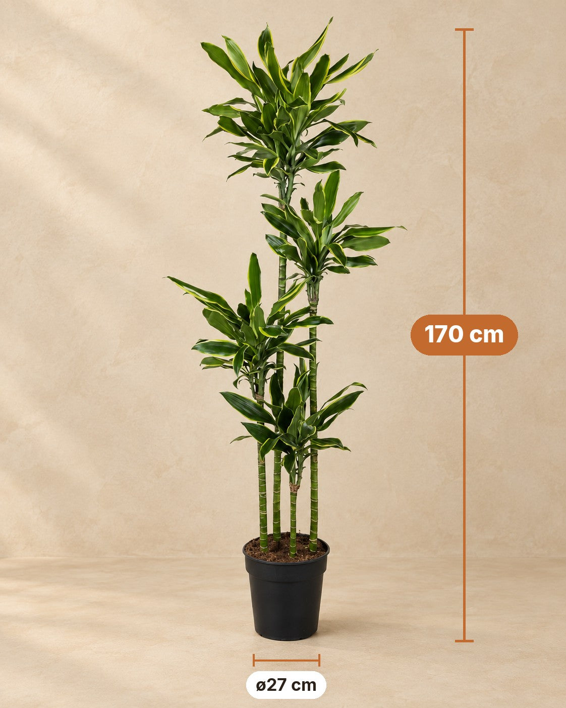 Dimensions Dracaena Golden Coast : 170 cm de haut, pot ø27 cm