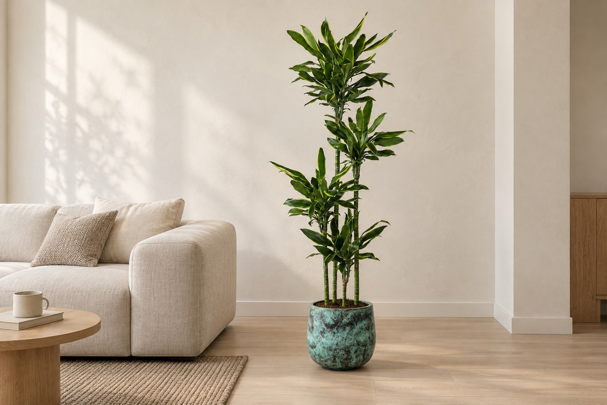 Dracaena Golden Coast, 170 cm, dans cache-pot Elisa Mystic Green dans un salon lumineux
