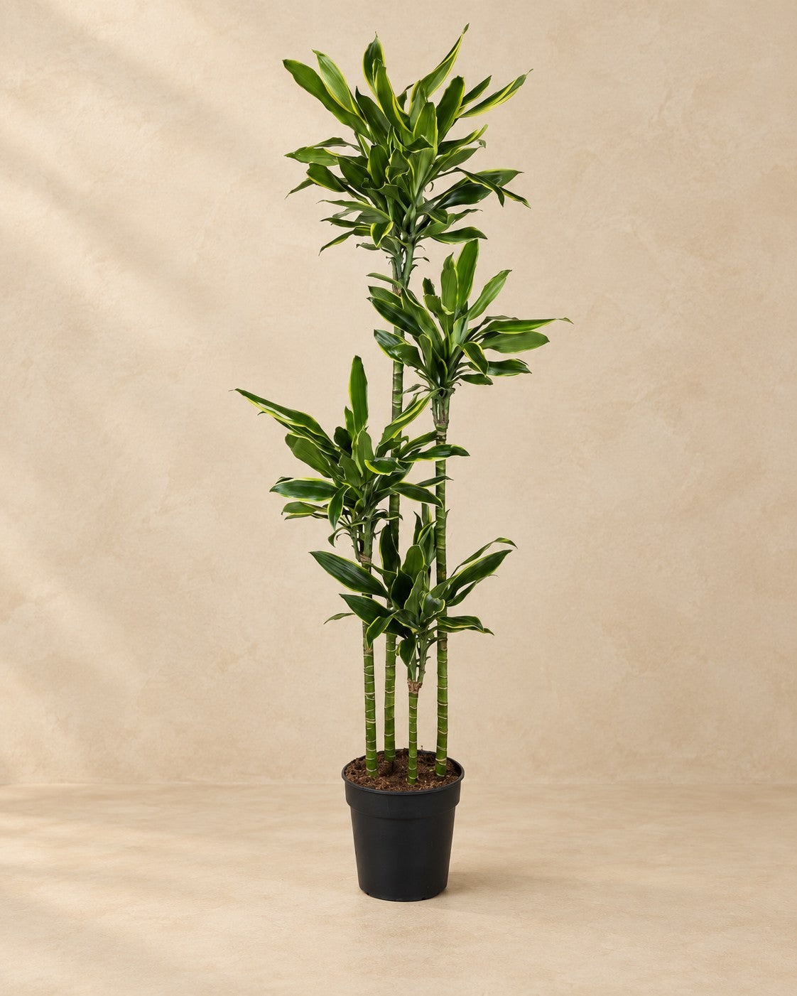Dracaena Golden Coast (Dracaena fragrans 'Golden Coast'), 170 cm hög i en 27 cm odlingskruka