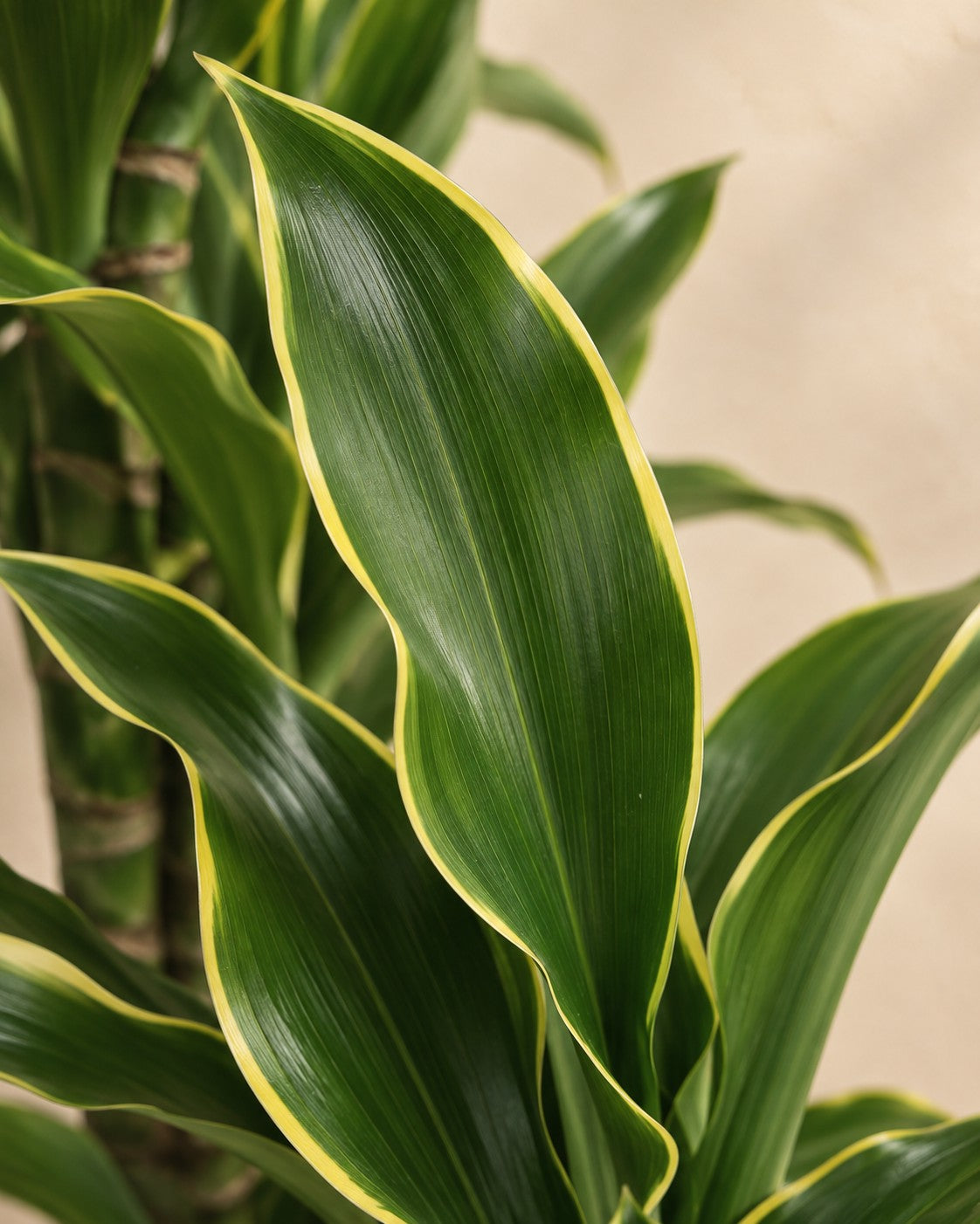 Närbild på bladen hos Dracaena Golden Coast (Dracaena fragrans 'Golden Coast')