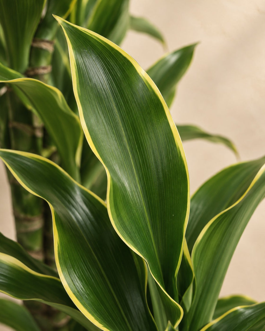 Dracaena Golden Coast (arbre à sang de dragon) 200 cm de haut, pot ø34 cm
