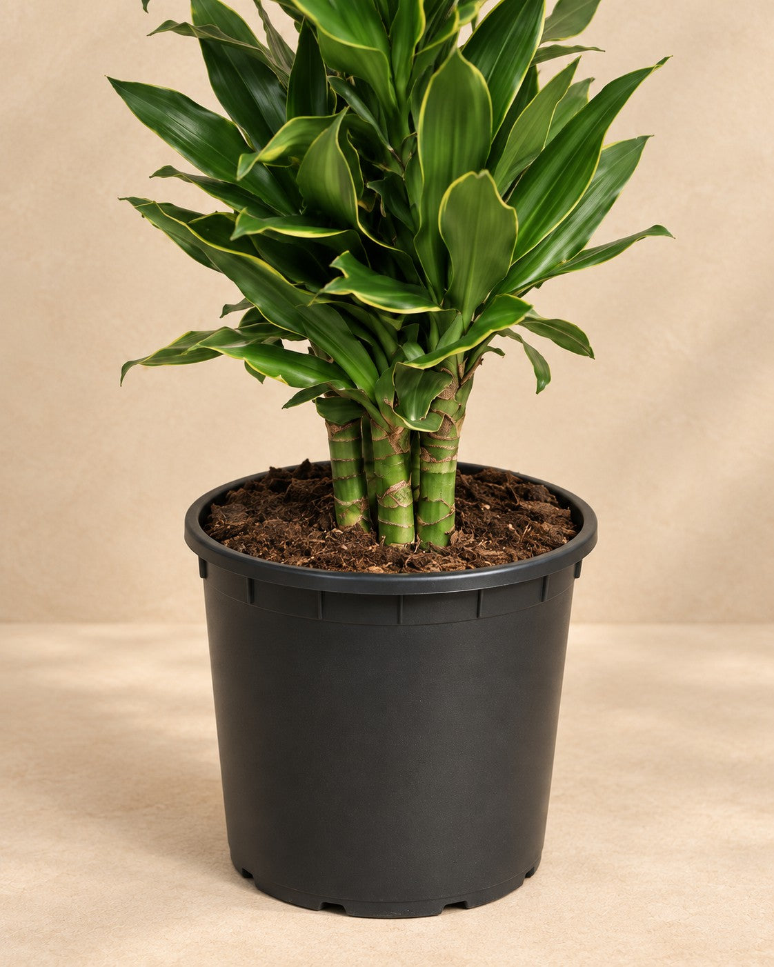 Partie basse de Dracaena Golden Coast (Dracaena fragrans 'Golden Coast') avec son pot de culture