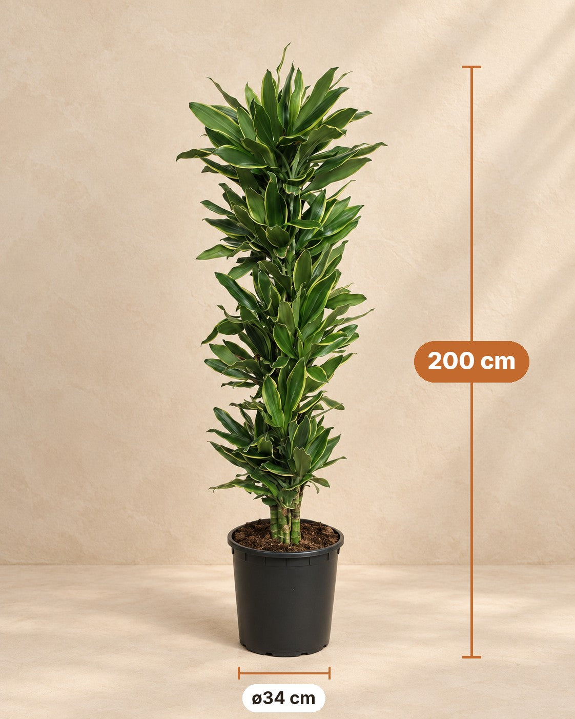 Dimensions Dracaena Golden Coast : 200 cm de haut, pot ø34 cm
