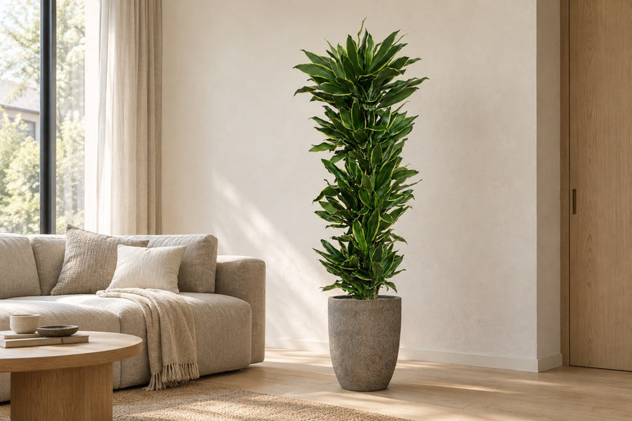 Dracaena Golden Coast (arbre à sang de dragon) 200 cm de haut, pot ø34 cm