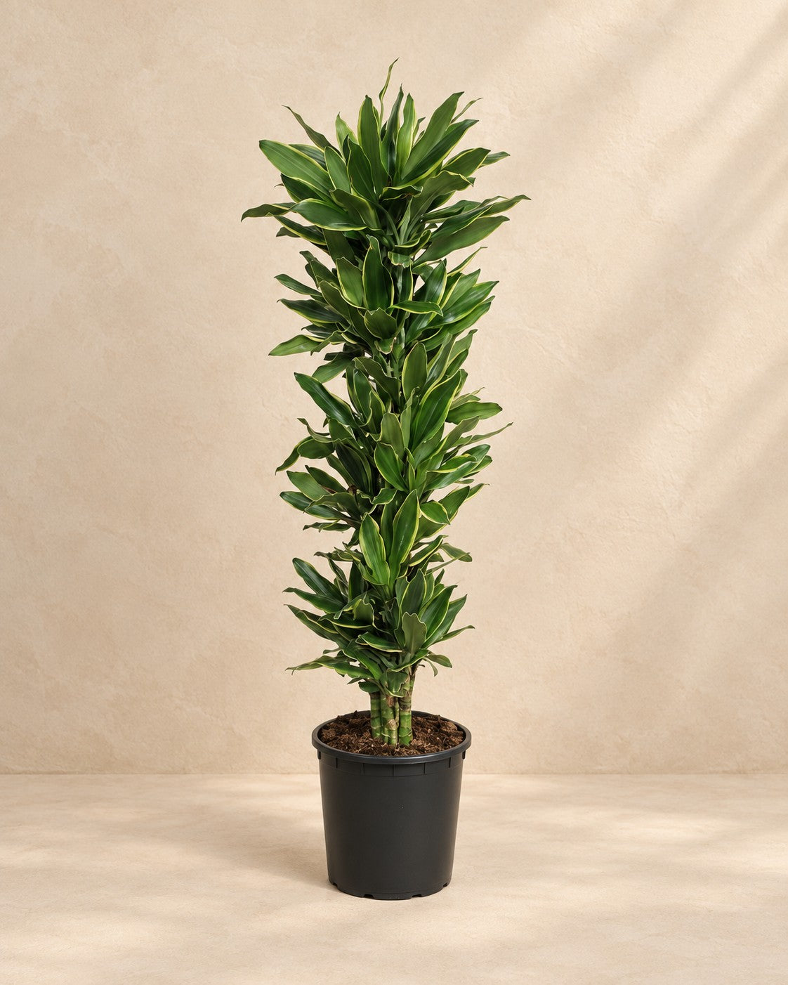Dracaena Golden Coast (Dracaena fragrans 'Golden Coast'), 200 cm hög i en 34 cm odlingskruka