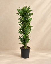 Dracaena Golden Coast (Dracaena fragrans 'Golden Coast'), 200 cm de haut en pot de culture de 34 cm
