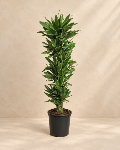 Dracaena Golden Coast (Dracaena fragrans 'Golden Coast'), 200 cm de haut en pot de culture de 34 cm