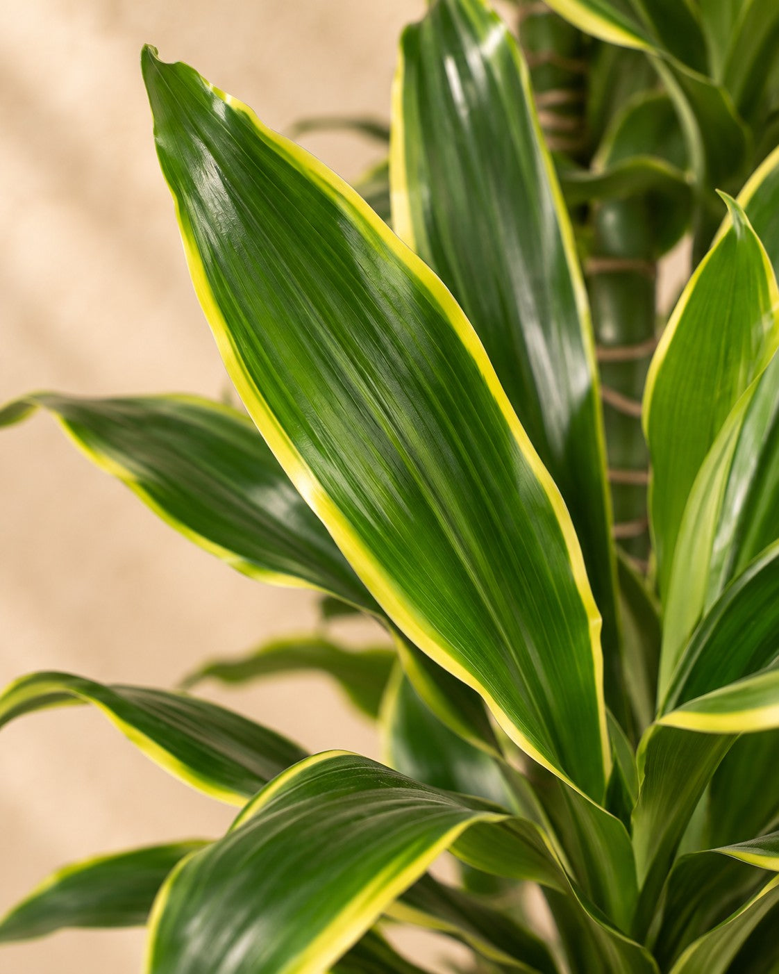 Närbild på bladen hos Dracaena 'Golden Coast' (Dracaena fragrans 'Golden Coast')