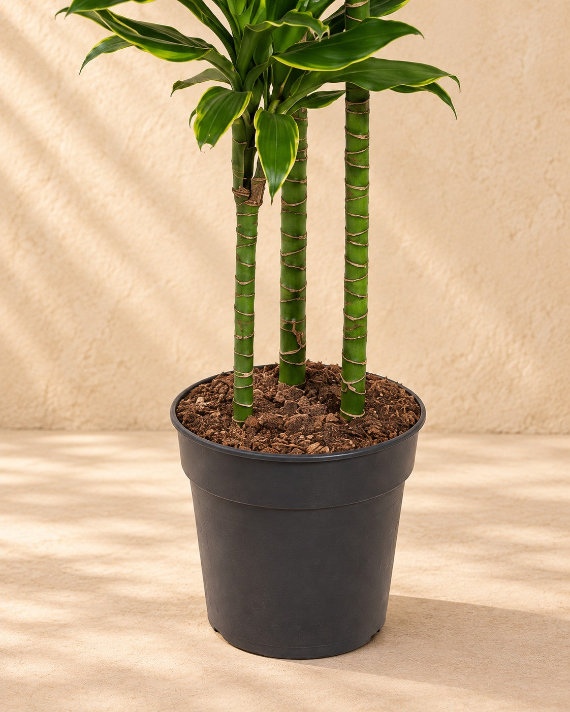Parte inferior de Dracaena 'Golden Coast' (Dracaena fragrans 'Golden Coast') con su maceta de cultivo