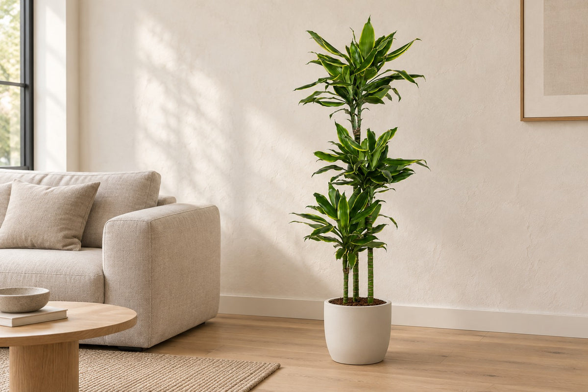 Dracaena 'Golden Coast', 150 cm, en a white ceramic planter en un salón luminoso