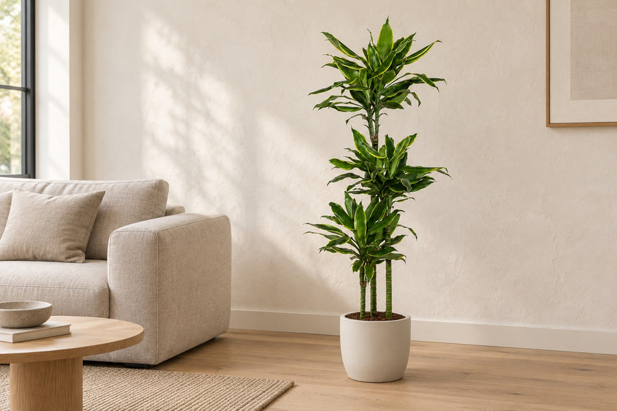 Dracaena Golden Coast 150cm - ø24