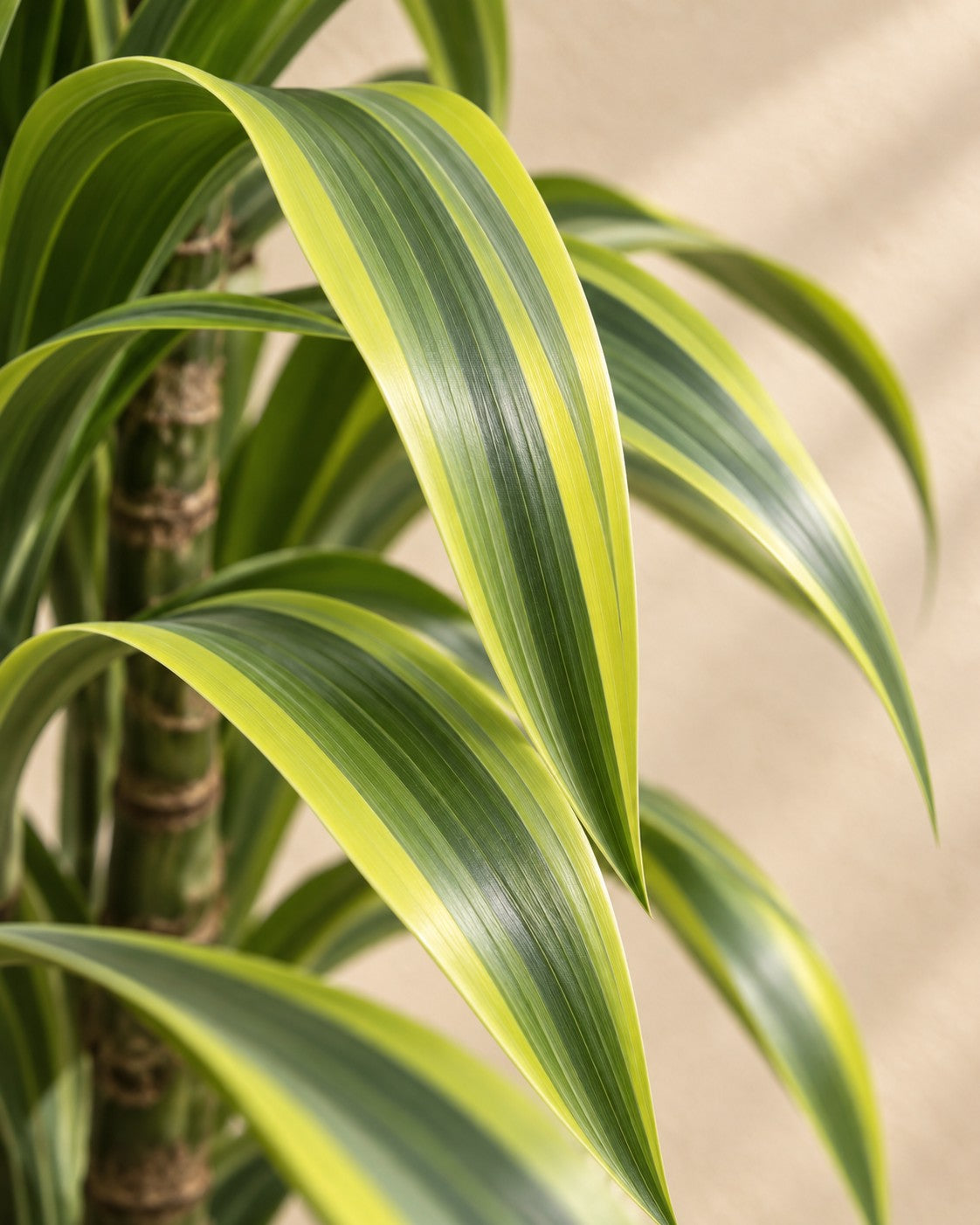 Närbild på bladen hos Dracaena Lemon Lime (Dracaena fragrans 'Lemon Lime')