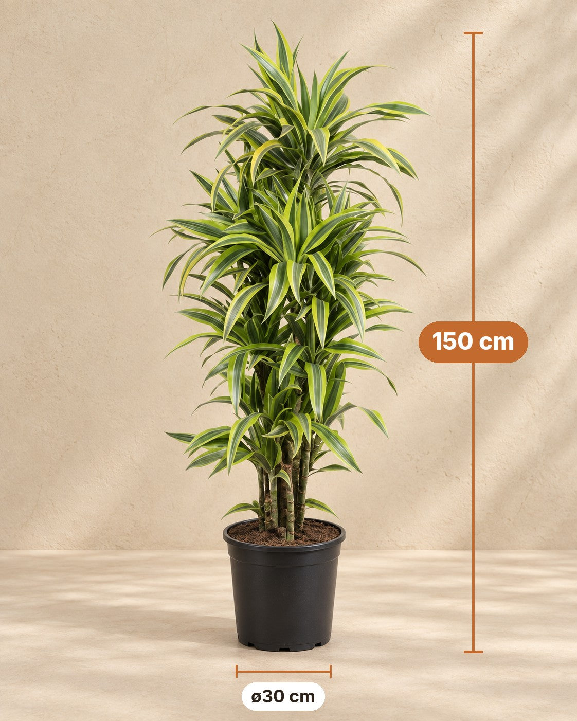 Afmetingen Dracaena Lemon Lime: 150 cm hoog, pot ø30 cm