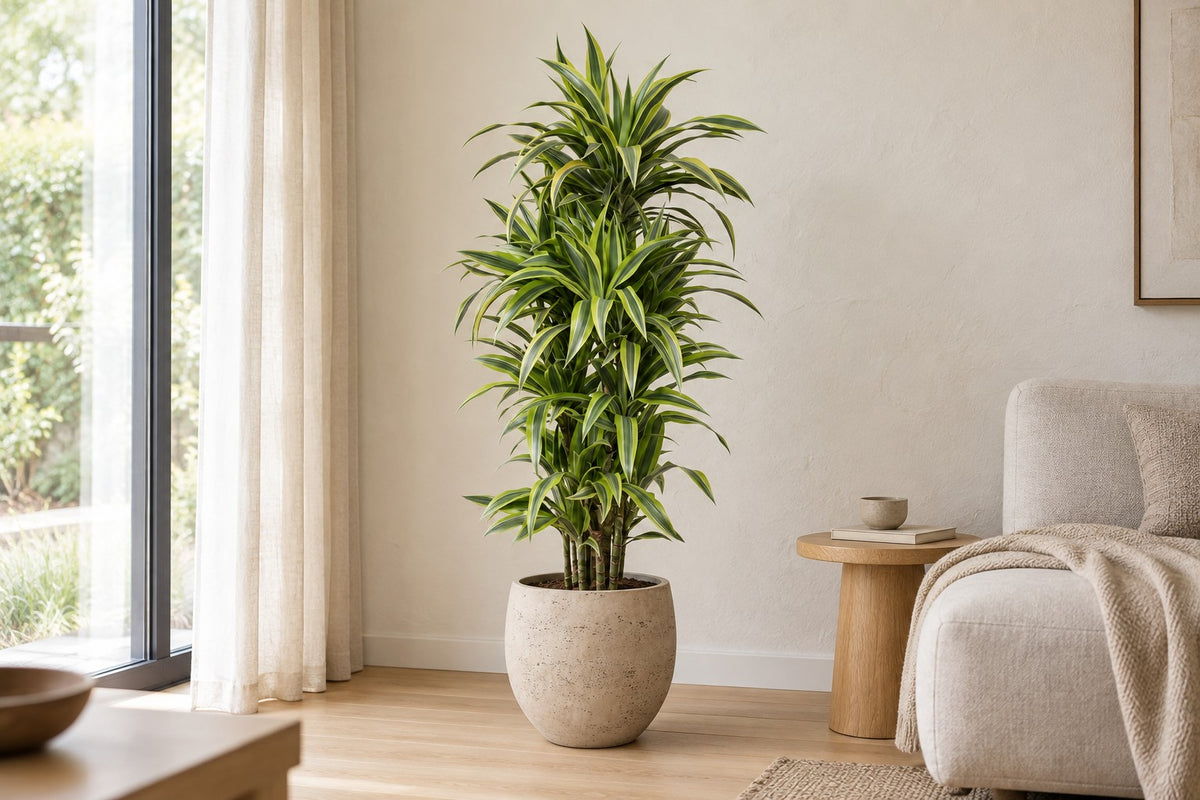 Dracaena Lemon Lime van 150 cm in sierpot Orb Grey Washed in een lichte woonkamer