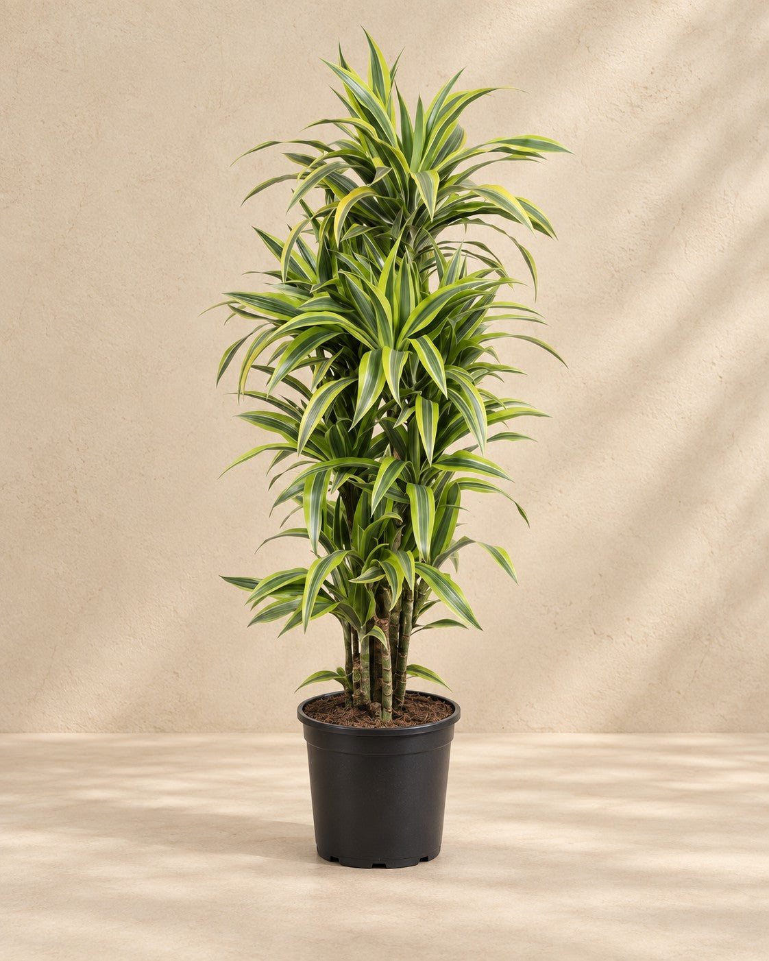 Dracaena Lemon Lime (Dracaena fragrans 'Lemon Lime'), 150 cm hög i en 30 cm odlingskruka