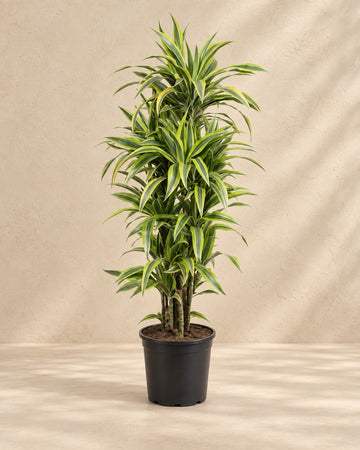 Dracaena Lemon Lime (arbre à sang de dragon) 150 cm de haut, pot ø30 cm