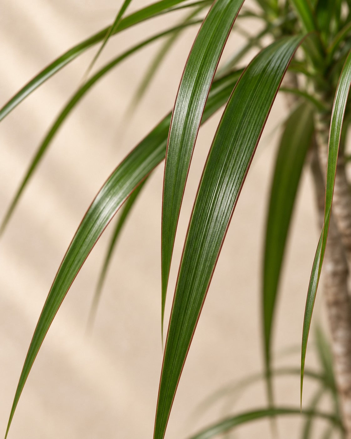 Close-up van het blad van de Dracaena marginata