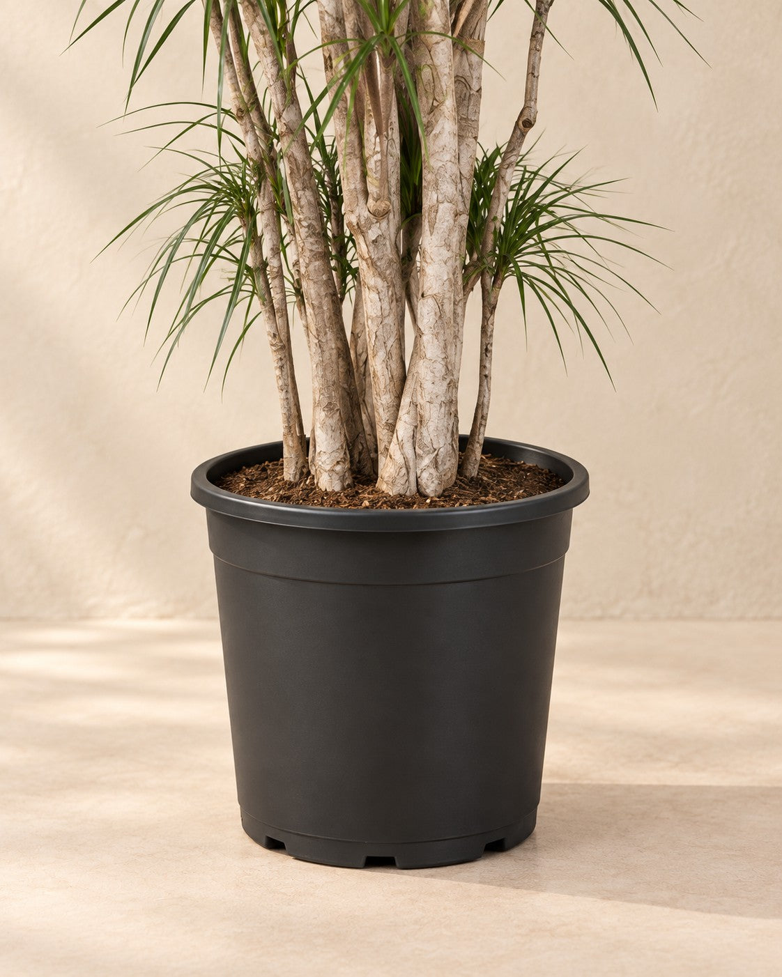 Onderste deel van de Dracaena marginata met de kweekpot