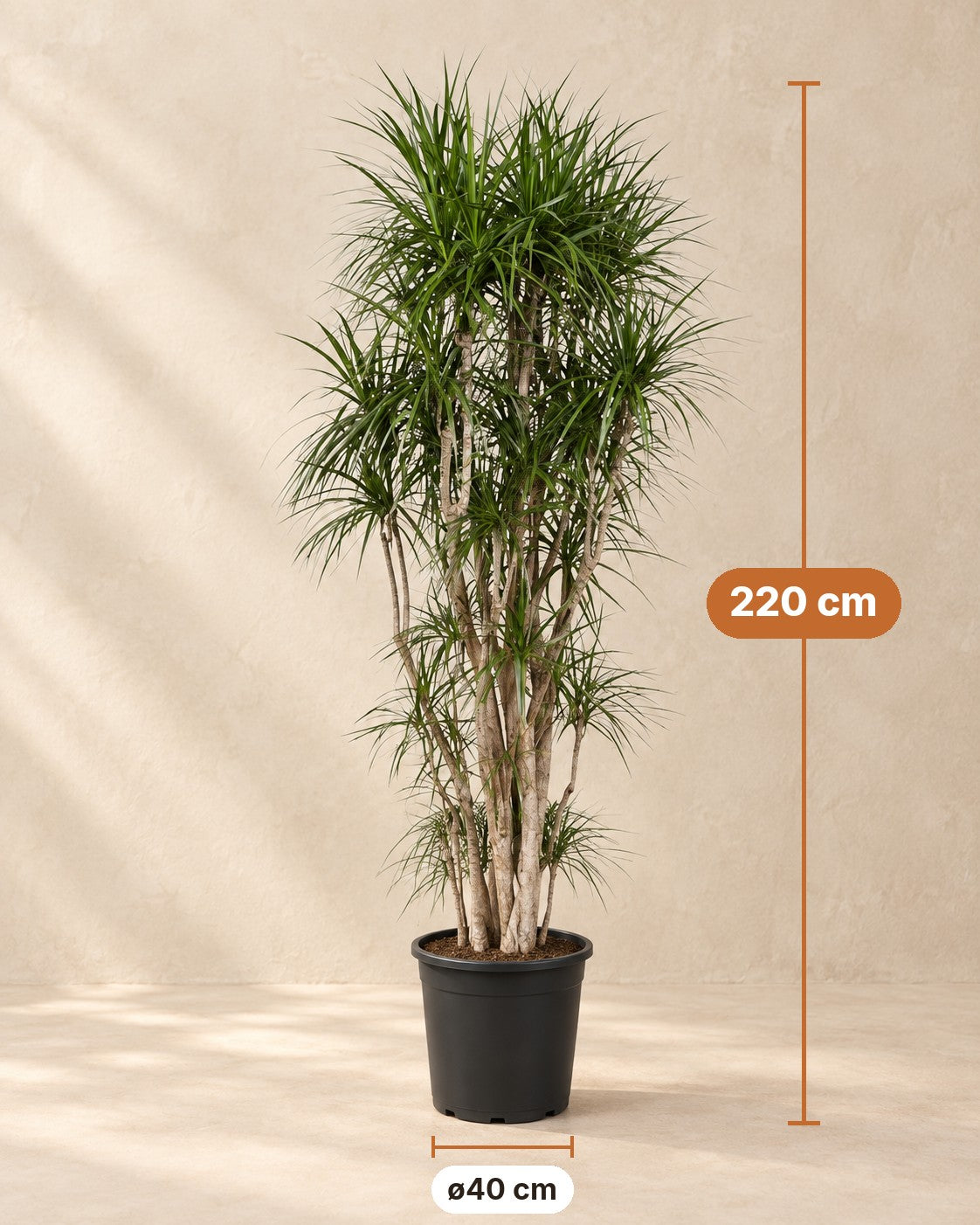 Afmetingen Dracaena marginata: 220 cm hoog, pot ø40 cm