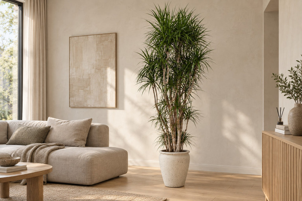 Dracaena marginata van 220 cm in sierpot Artemis in een lichte woonkamer