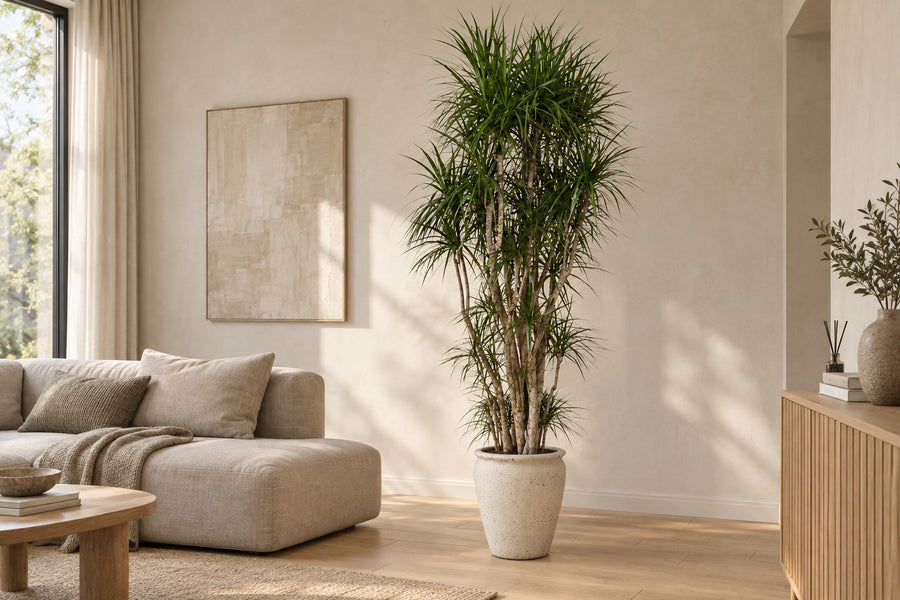 Dracaena marginata (drakenbloedboom) vertakt 220 cm hoog, pot ø40 cm