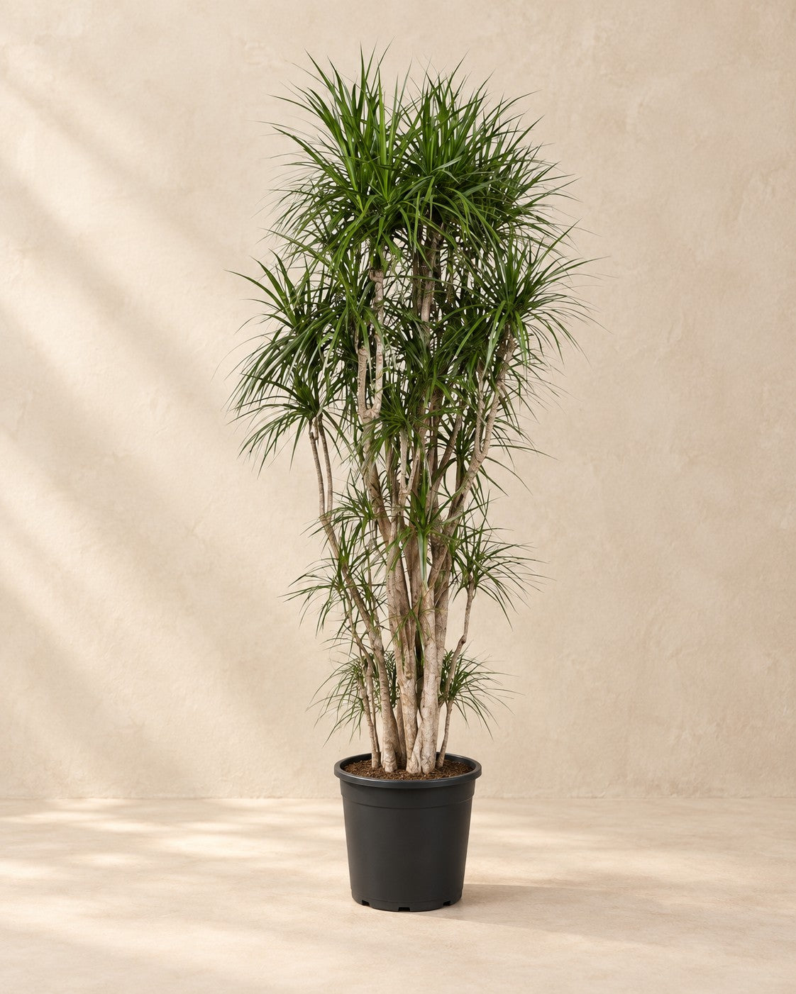 Dracaena marginata van 220 cm hoog in kweekpot van 40 cm