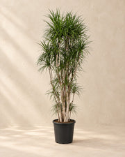 Dracaena marginata van 220 cm hoog in kweekpot van 40 cm