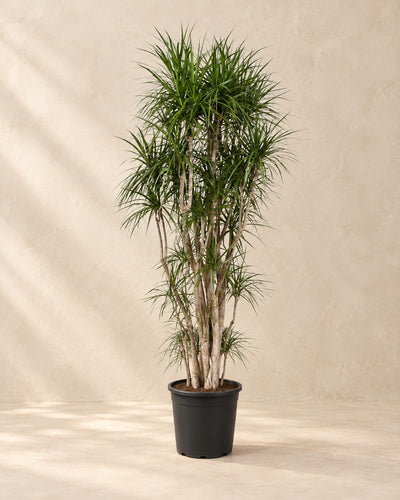 Dracaena marginata van 220 cm hoog in kweekpot van 40 cm