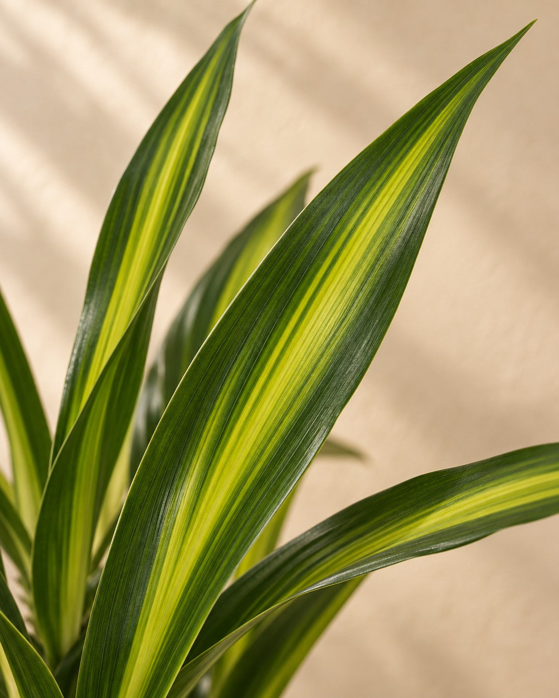 Close-up van het blad van de Dracaena Riki (Dracaena fragrans 'Riki')