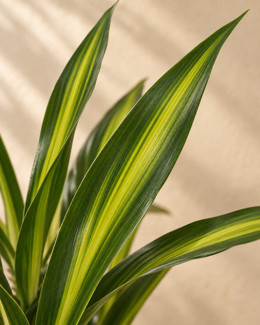 Dracaena Riki (drakenbloedboom) 140 cm hoog, pot ø24 cm