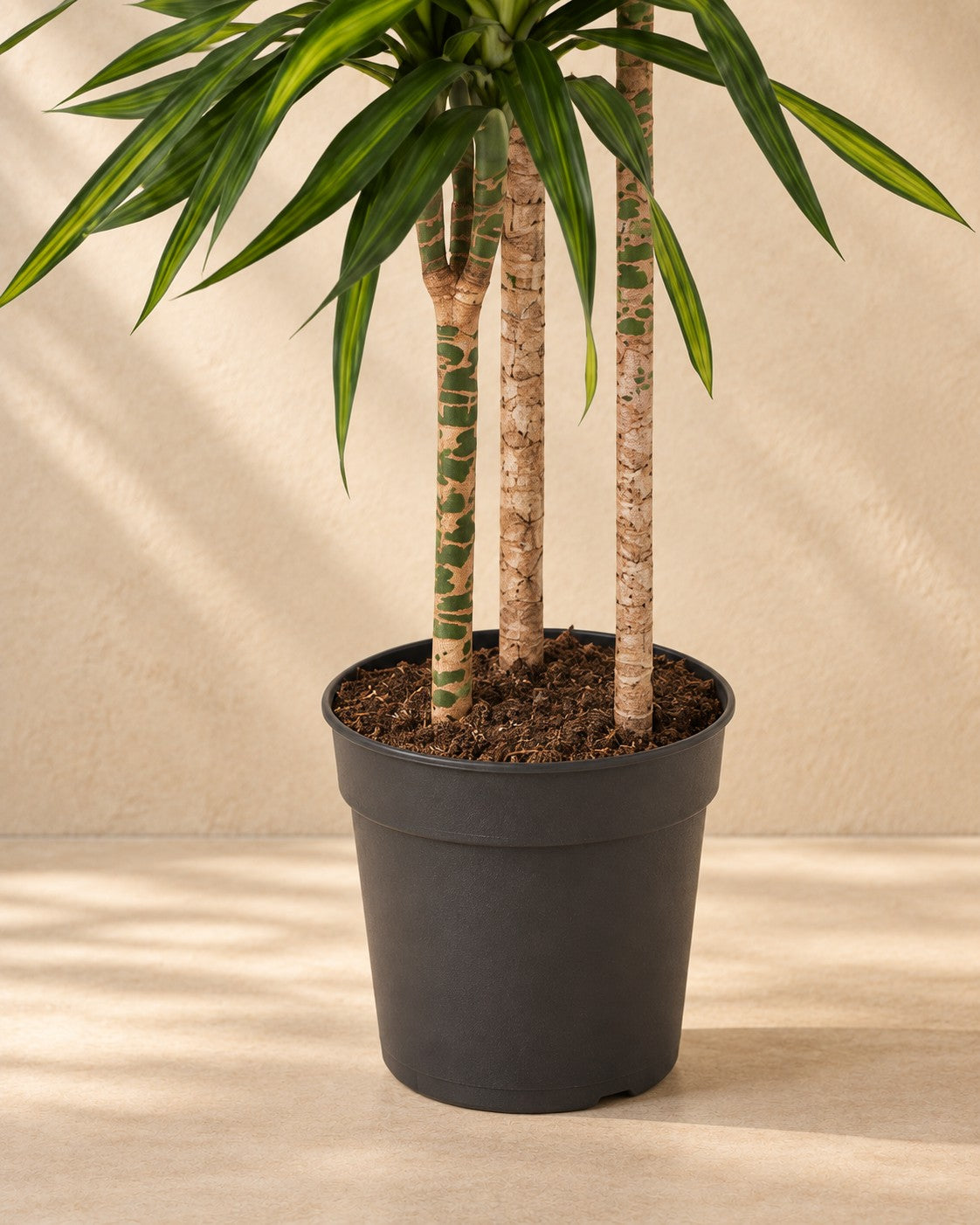 Onderste deel van de Dracaena Riki (Dracaena fragrans 'Riki') met de kweekpot