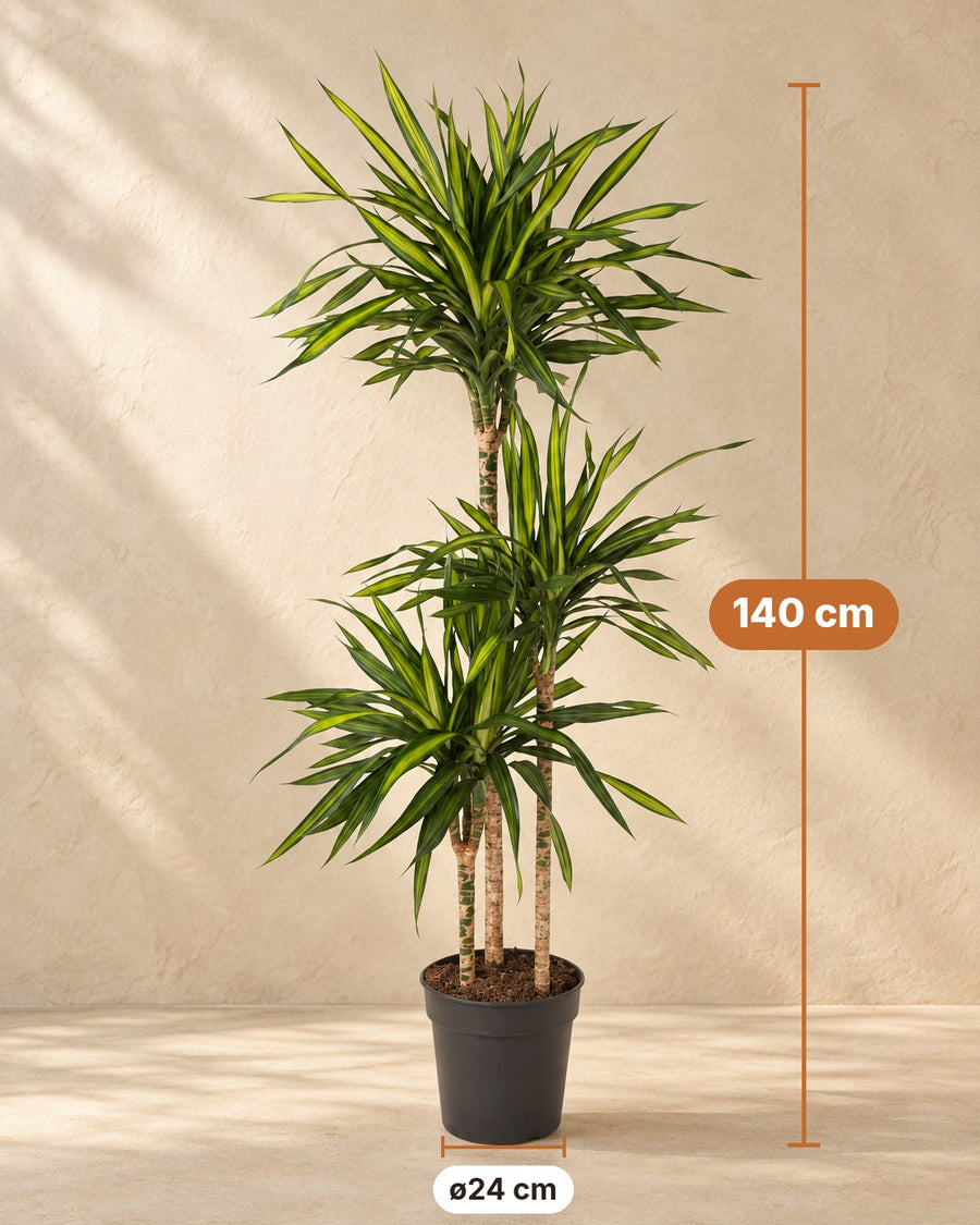 Dracaena Riki (drakenbloedboom) 140 cm hoog, pot ø24 cm