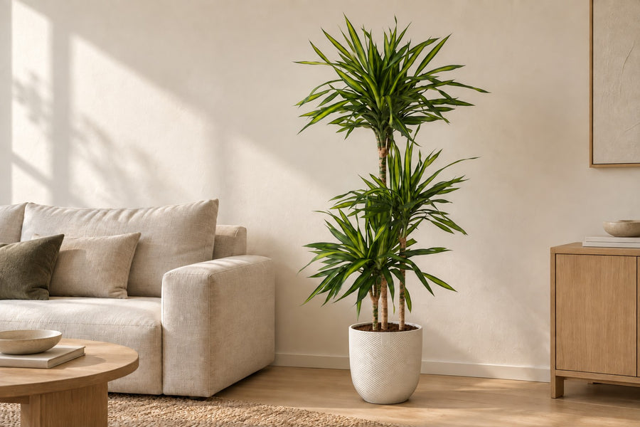 Dracaena Riki (drakenbloedboom) 140 cm hoog, pot ø24 cm