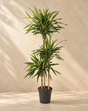 Dracaena Riki (Dracaena fragrans 'Riki') van 140 cm hoog in kweekpot van 24 cm
